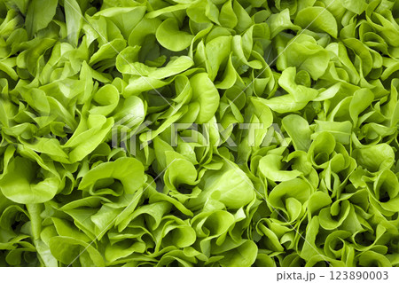 Salad leaf on a bed Salad leaf on a bed 123890003