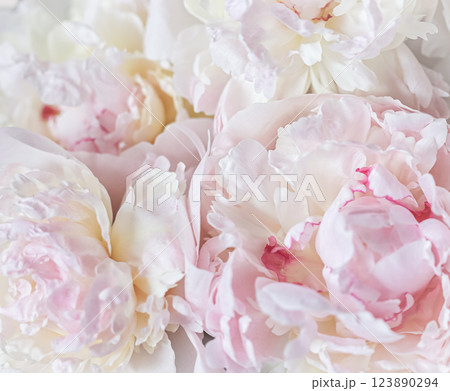 White pink peony petals. Soft focus. Abstract floral background for holiday design. High quality photo White pink peony petals. Soft focus. Abstract floral background for holiday design. High quality photo 123890294