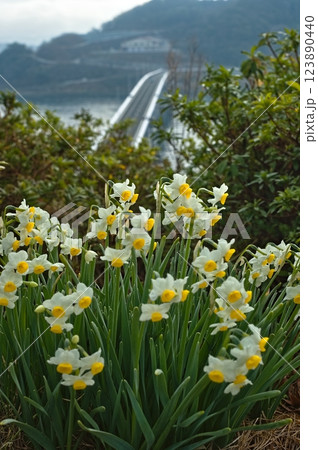 九島（宇和島）に咲く満開の水仙 123890440