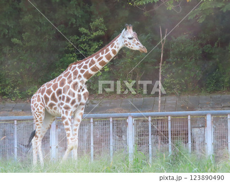 大きなアミメキリン 大きなアミメキリン 123890490