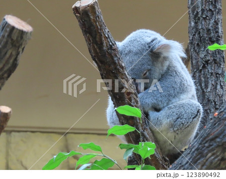 お昼寝中のコアラ お昼寝中のコアラ 123890492