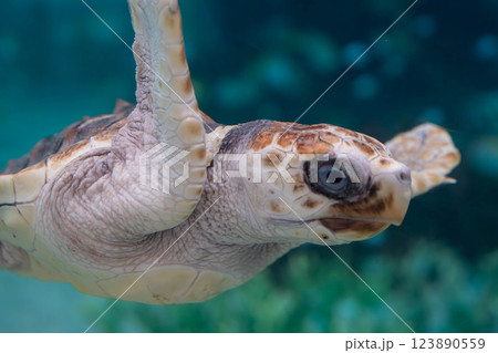 元気に泳ぐウミガメの赤ちゃん 元気に泳ぐウミガメの赤ちゃん 123890559