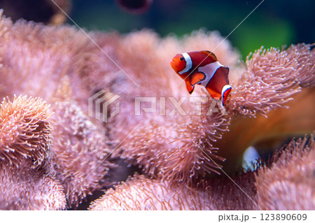 イソギンチャクに住むカクレクマノミ 123890609