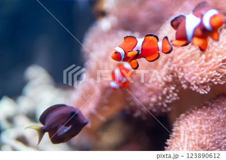 イソギンチャクに住むカクレクマノミ 123890612
