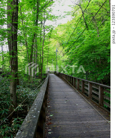 奥入瀬渓流　青森県 123890701