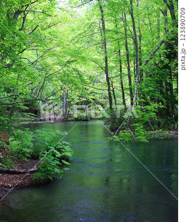 奥入瀬渓流 青森県 奥入瀬渓流 青森県 123890709