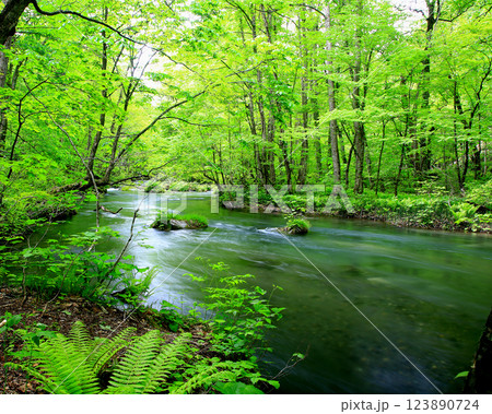奥入瀬渓流 青森県 奥入瀬渓流 青森県 123890724