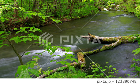奥入瀬渓流　青森県 123890749
