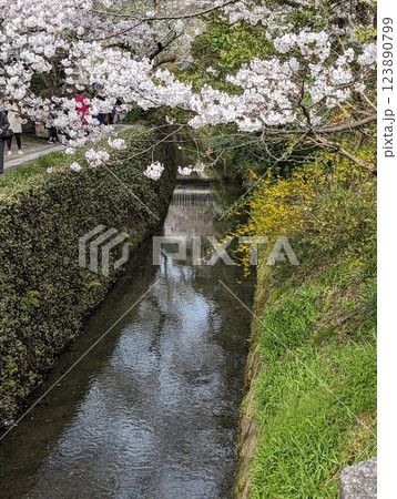 水路の桜の花 水路の桜の花 123890799
