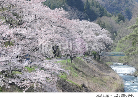 山郷の桜 山郷の桜 123890946