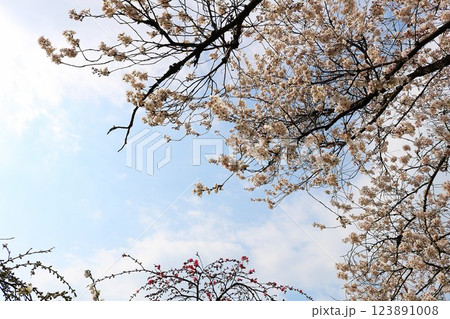 公園に咲く満開の桜の　穏やかな春の日 123891008