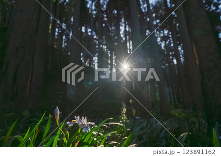 京都府綾部老富地区のシャガの群生を撮影 京都府綾部老富地区のシャガの群生を撮影 123891162