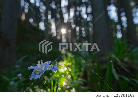 京都府綾部老富地区のシャガの群生を撮影 京都府綾部老富地区のシャガの群生を撮影 123891165