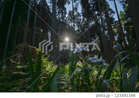 京都府綾部老富地区のシャガの群生を撮影 京都府綾部老富地区のシャガの群生を撮影 123891166