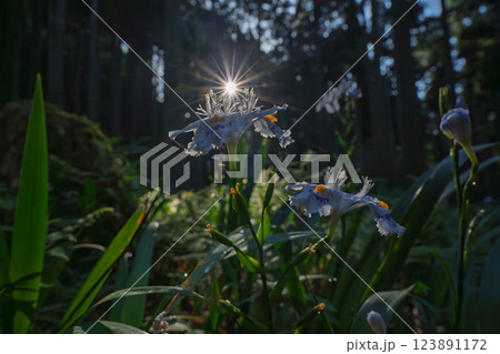 京都府綾部老富地区のシャガの群生を撮影 123891172