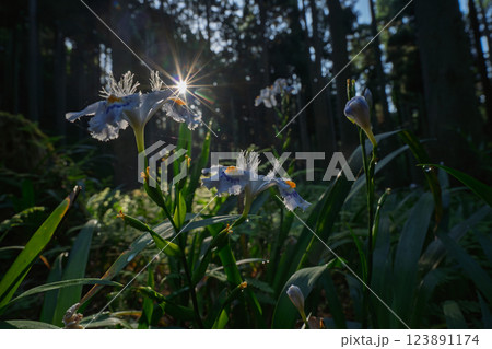 京都府綾部老富地区のシャガの群生を撮影 京都府綾部老富地区のシャガの群生を撮影 123891174