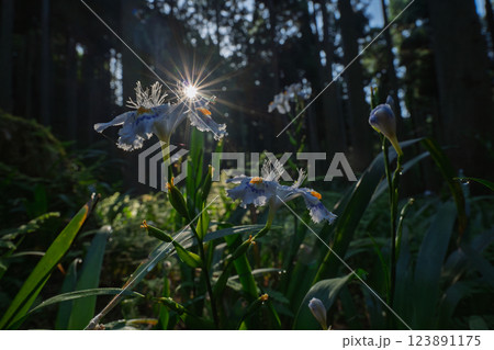 京都府綾部老富地区のシャガの群生を撮影 123891175