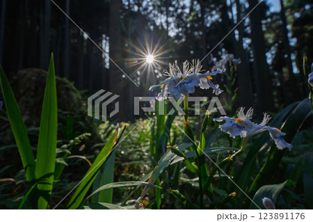 京都府綾部老富地区のシャガの群生を撮影 123891176