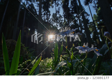 京都府綾部老富地区のシャガの群生を撮影 123891177