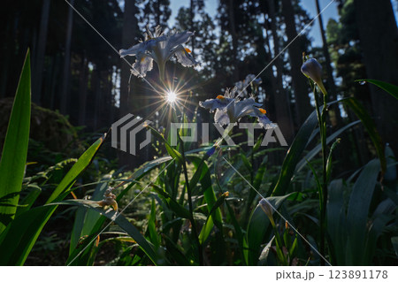 京都府綾部老富地区のシャガの群生を撮影 京都府綾部老富地区のシャガの群生を撮影 123891178