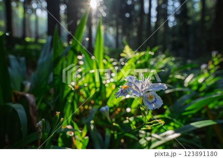 京都府綾部老富地区のシャガの群生を撮影 京都府綾部老富地区のシャガの群生を撮影 123891180