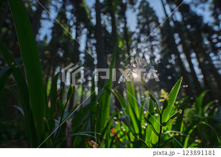 京都府綾部老富地区のシャガの群生を撮影 京都府綾部老富地区のシャガの群生を撮影 123891181