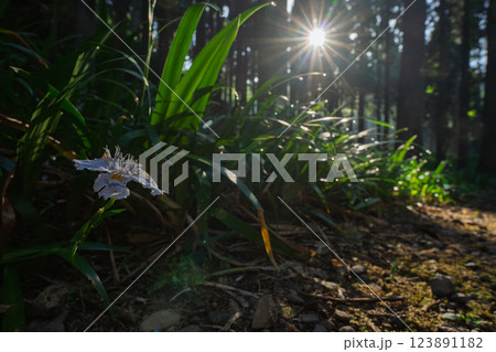 京都府綾部老富地区のシャガの群生を撮影 京都府綾部老富地区のシャガの群生を撮影 123891182