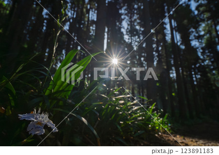 京都府綾部老富地区のシャガの群生を撮影 京都府綾部老富地区のシャガの群生を撮影 123891183