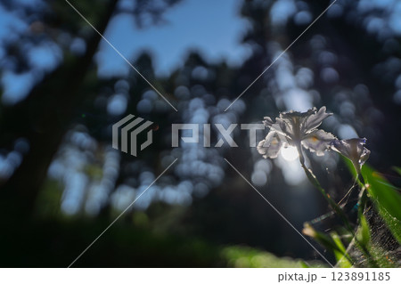 京都府綾部老富地区のシャガの群生を撮影 京都府綾部老富地区のシャガの群生を撮影 123891185