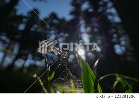 京都府綾部老富地区のシャガの群生を撮影 京都府綾部老富地区のシャガの群生を撮影 123891186