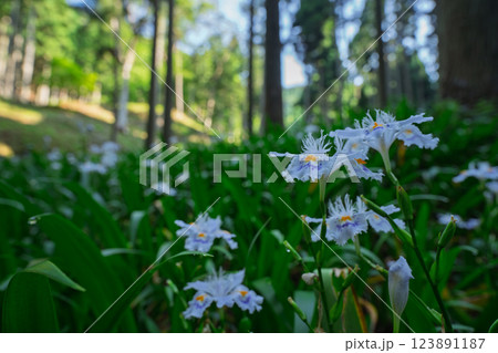 京都府綾部老富地区のシャガの群生を撮影 123891187