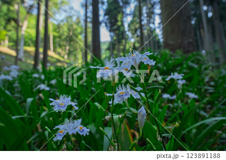 京都府綾部老富地区のシャガの群生を撮影 123891188