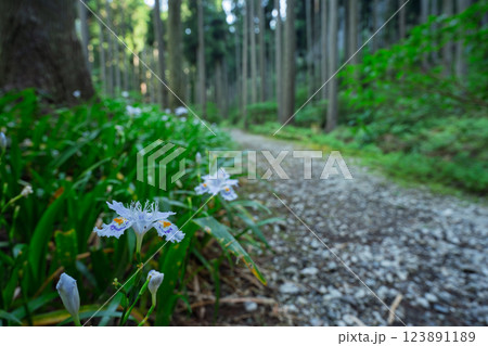 京都府綾部老富地区のシャガの群生を撮影 京都府綾部老富地区のシャガの群生を撮影 123891189