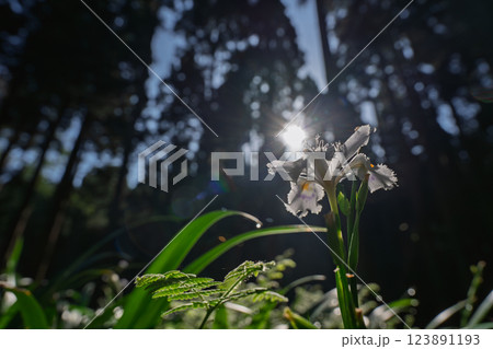 京都府綾部老富地区のシャガの群生を撮影 123891193