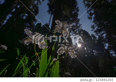 京都府綾部老富地区のシャガの群生を撮影 京都府綾部老富地区のシャガの群生を撮影 123891203