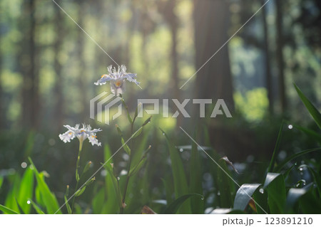 京都府綾部老富地区のシャガの群生を撮影 京都府綾部老富地区のシャガの群生を撮影 123891210