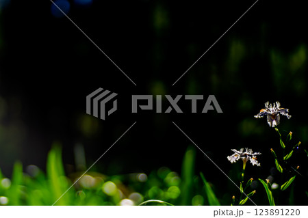 京都府綾部老富地区のシャガの群生を撮影 123891220