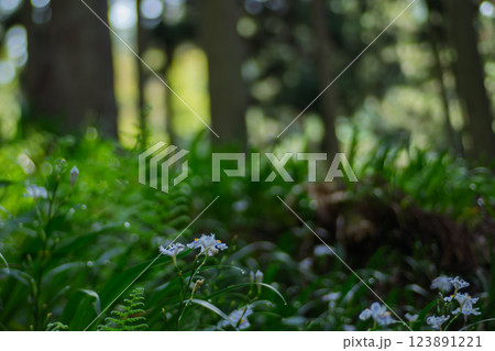 京都府綾部老富地区のシャガの群生を撮影 京都府綾部老富地区のシャガの群生を撮影 123891221