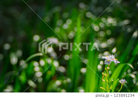 京都府綾部老富地区のシャガの群生を撮影 123891234