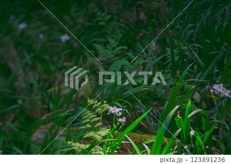 京都府綾部老富地区のシャガの群生を撮影 京都府綾部老富地区のシャガの群生を撮影 123891236