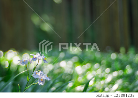 京都府綾部老富地区のシャガの群生を撮影 京都府綾部老富地区のシャガの群生を撮影 123891238
