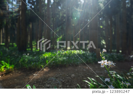 京都府綾部老富地区のシャガの群生を撮影 123891247