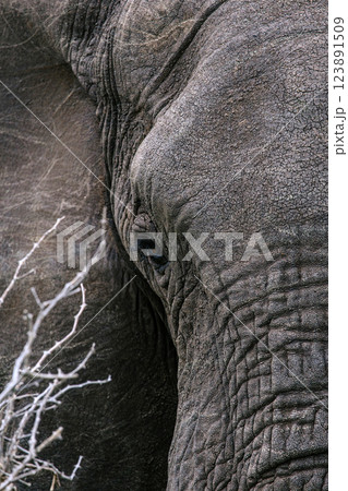 Eye and gray skin of elephant close up. animals wildlife vertical background 123891509