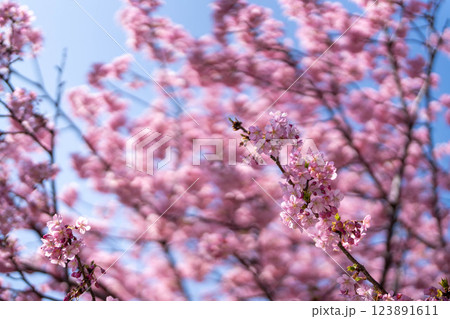 青空に映える満開の河津桜 青空に映える満開の河津桜 123891611