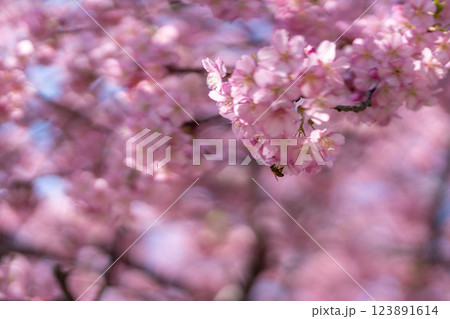 青空に映える満開の河津桜 青空に映える満開の河津桜 123891614