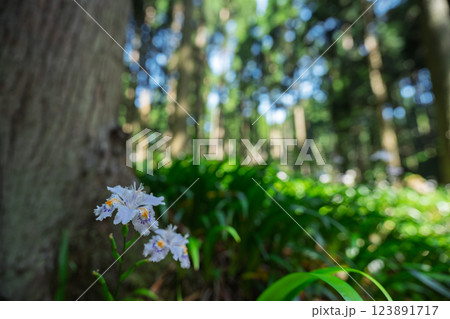 京都府綾部老富地区のシャガの群生を撮影 123891717