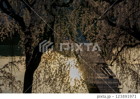 京都府八幡市の長閑に釣り糸を垂れる釣り堀の桜を撮影 123891971