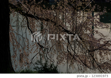 京都府八幡市の長閑に釣り糸を垂れる釣り堀の桜を撮影 京都府八幡市の長閑に釣り糸を垂れる釣り堀の桜を撮影 123891973