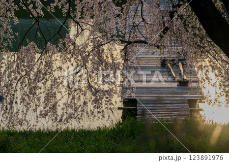 京都府八幡市の長閑に釣り糸を垂れる釣り堀の桜を撮影 123891976