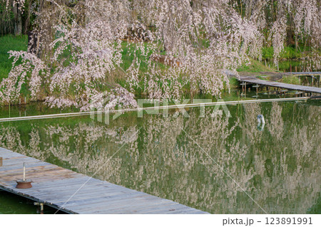 京都府八幡市の長閑に釣り糸を垂れる釣り堀の桜を撮影 123891991